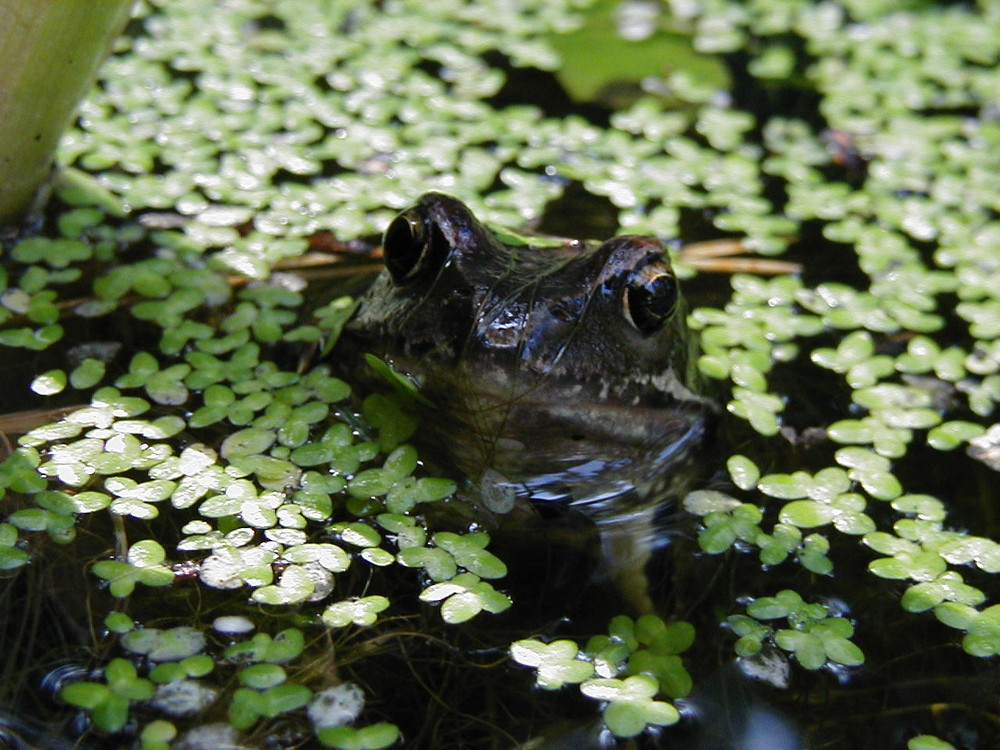 Frosch im Teich