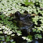 Frosch im Teich