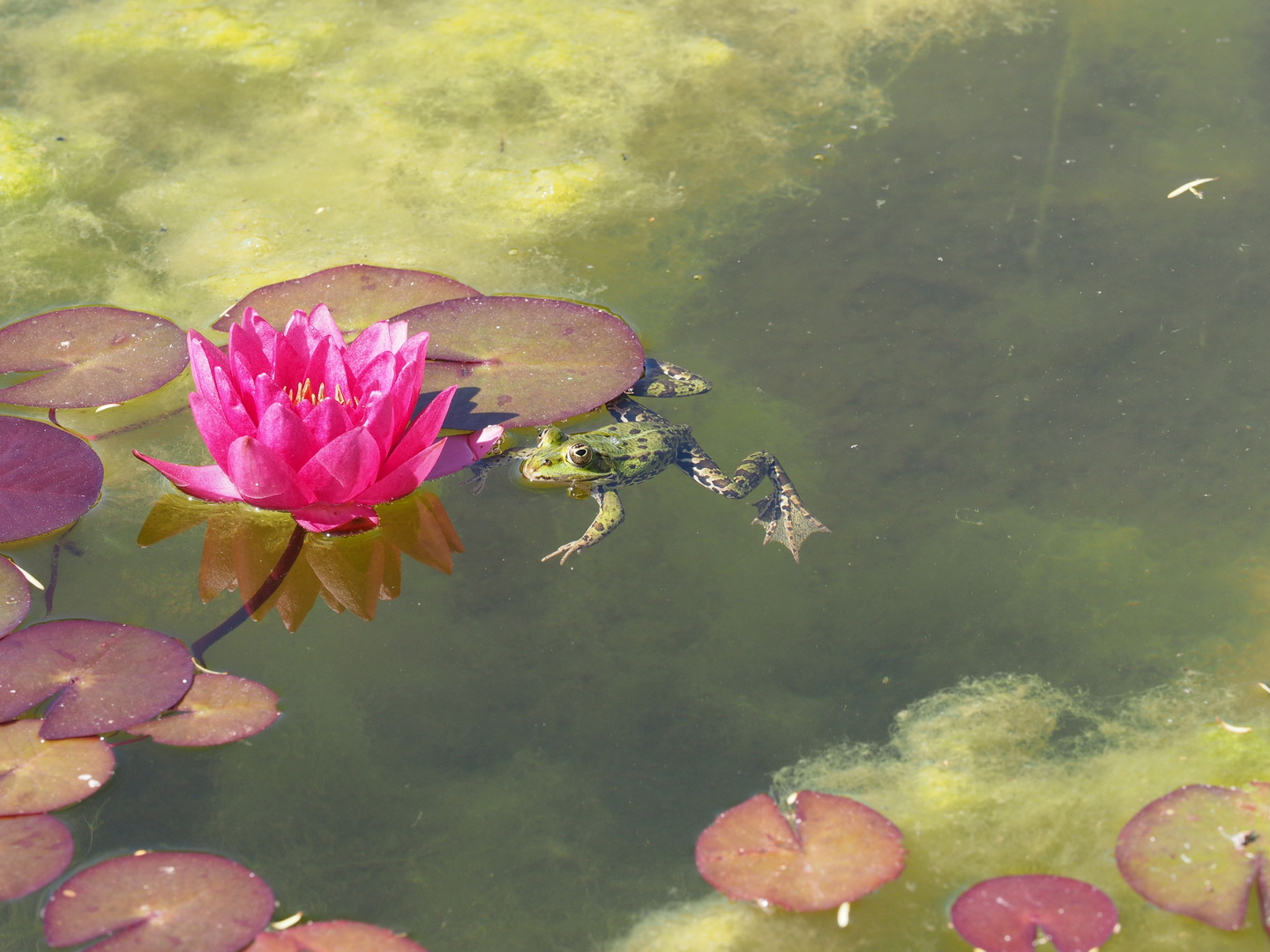 Frosch im Teich - Botanischer Garten