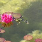 Frosch im Teich - Botanischer Garten
