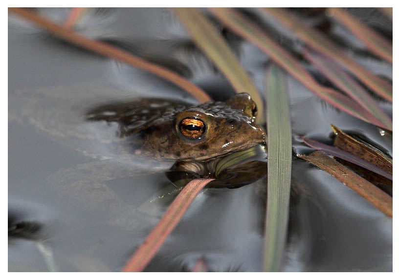 Frosch im Teich