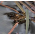 Frosch im Teich