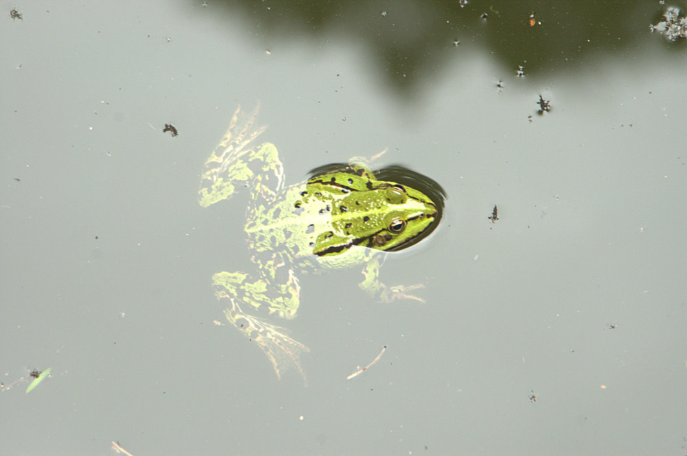 Frosch im Teich