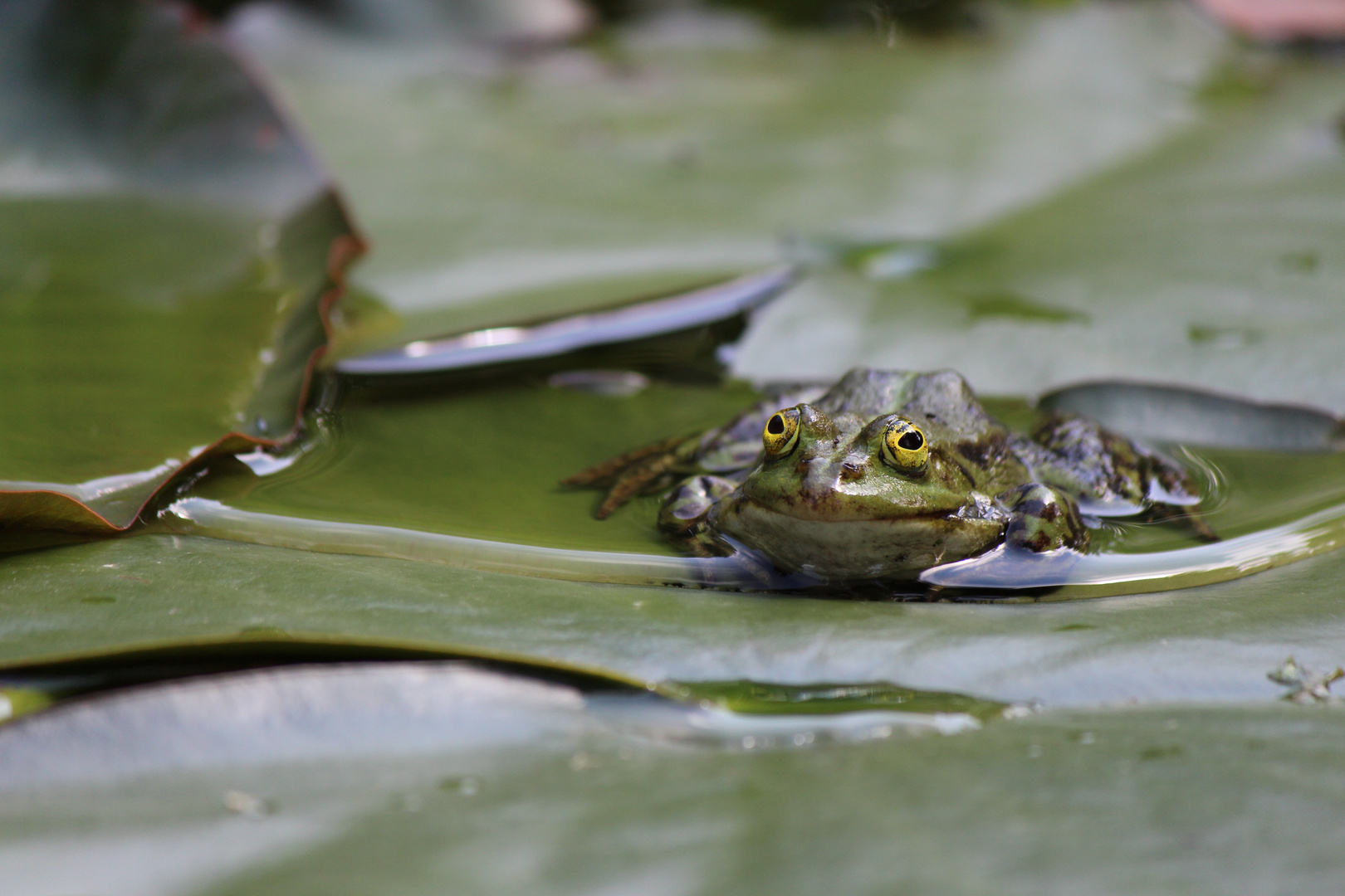 Frosch im Teich