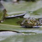 Frosch im Teich