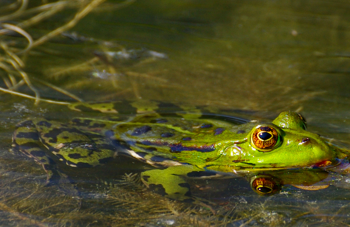 Frosch im Teich