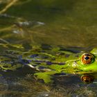 Frosch im Teich