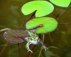 Frosch im Teich der 2.