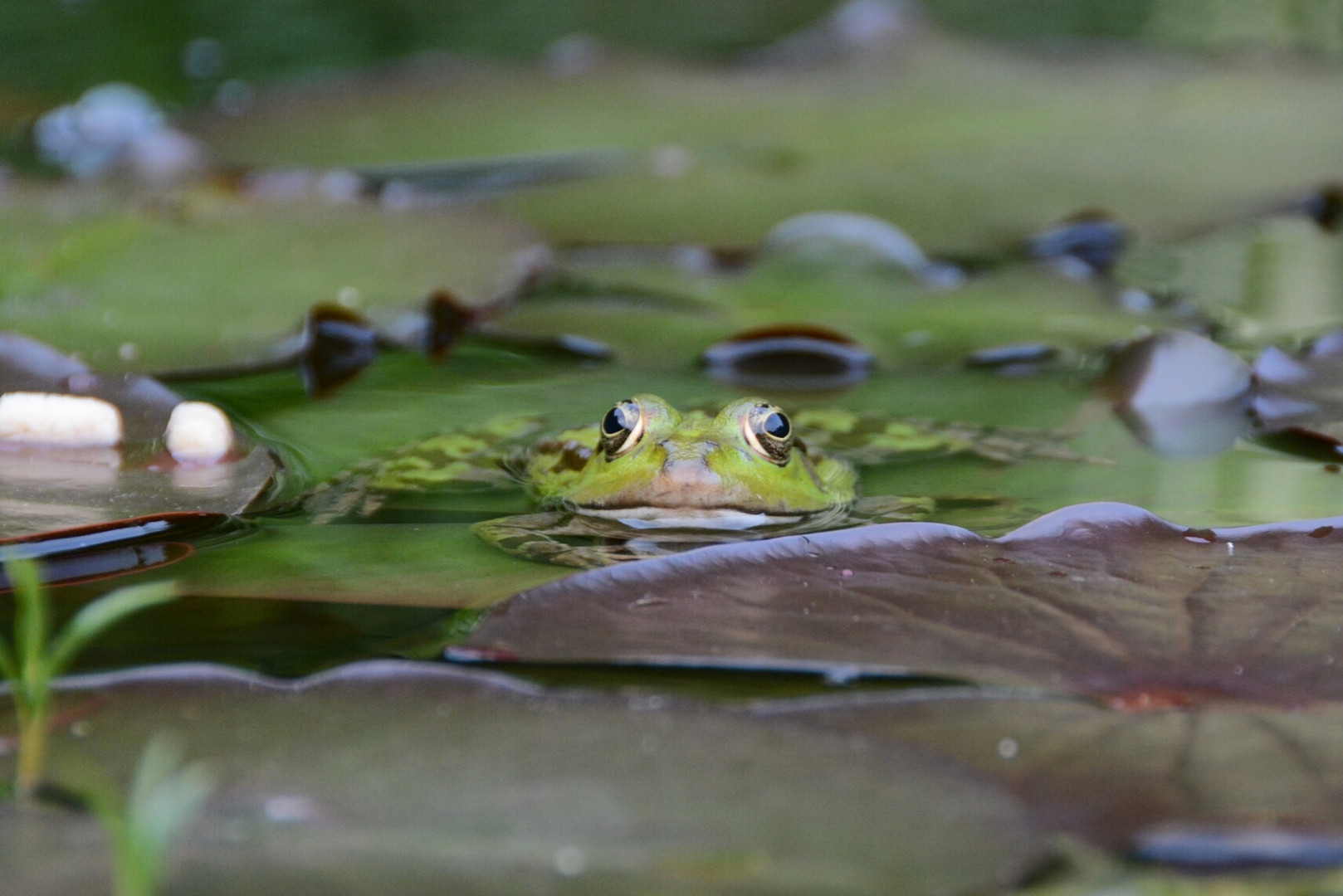 Frosch im Teich