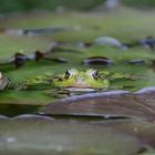 Frosch im Teich