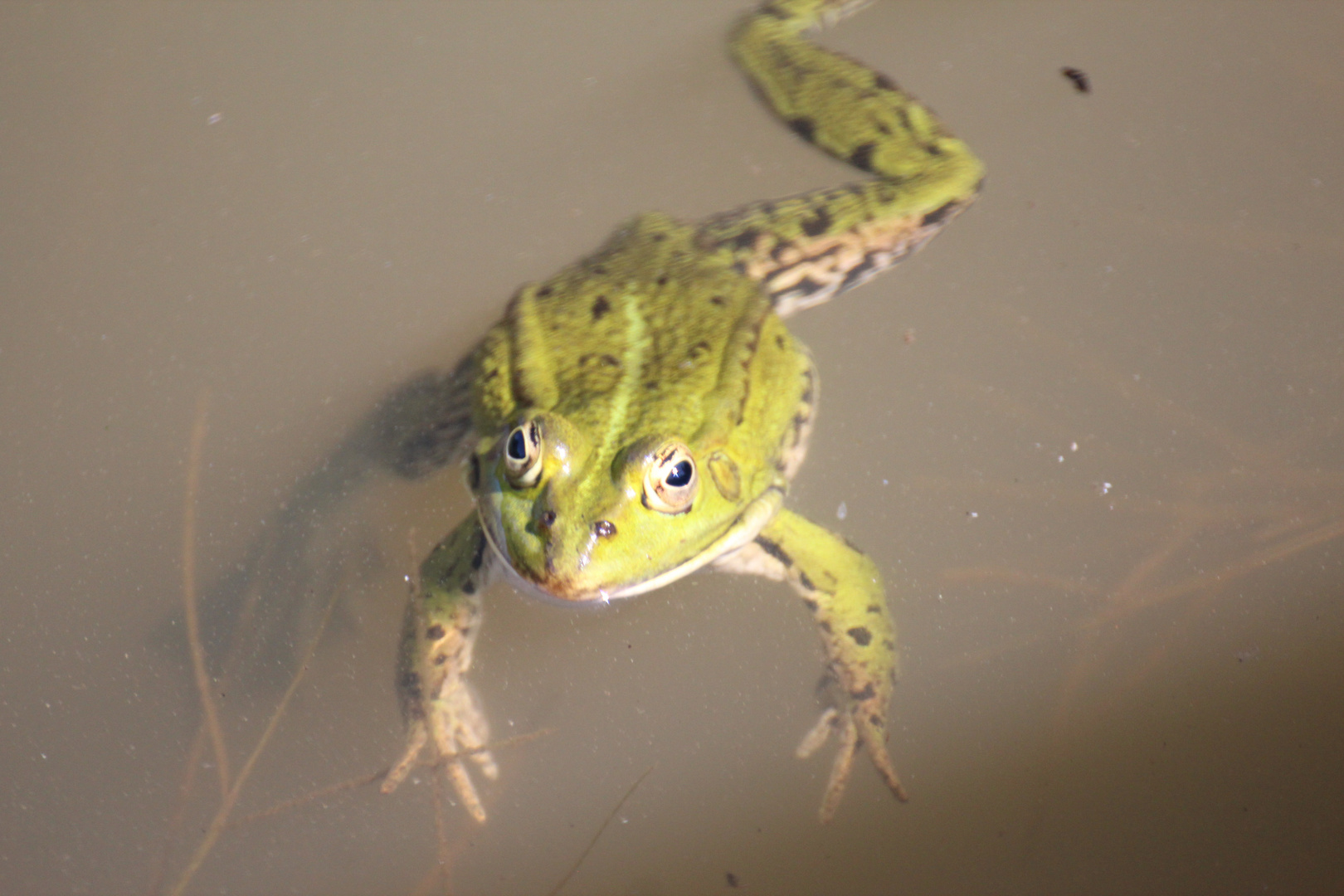 Frosch im Teich