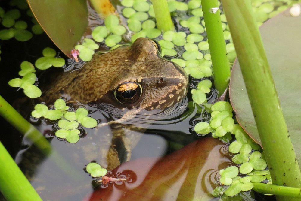 Frosch im Teich Foto & Bild wasser, makro, teich Bilder auf