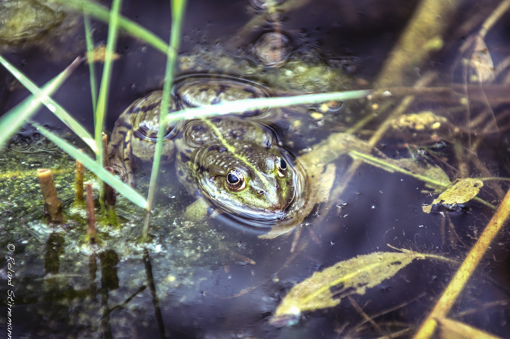 Frosch im Teich