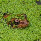 Frosch im Teich