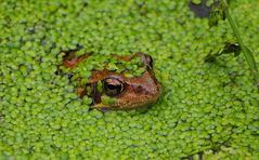 Frosch im Teich