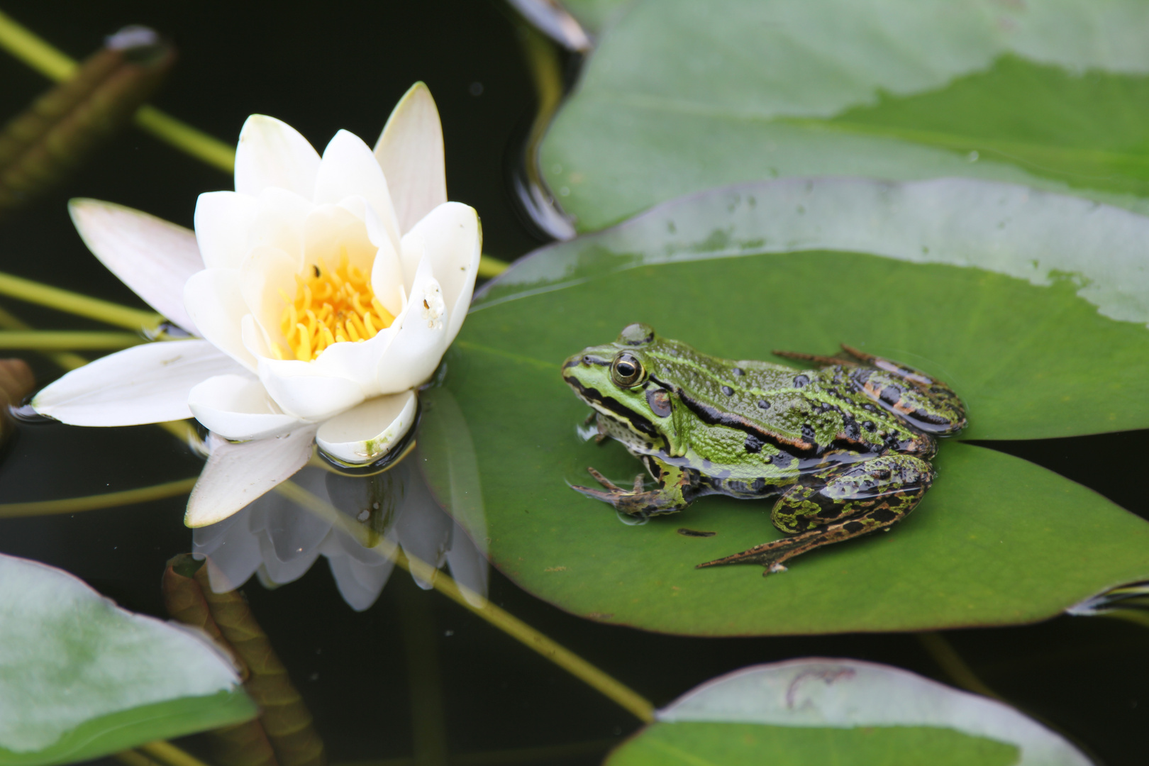 Frosch im Teich