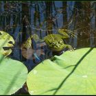 Frosch im Teich