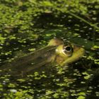 Frosch im Teich