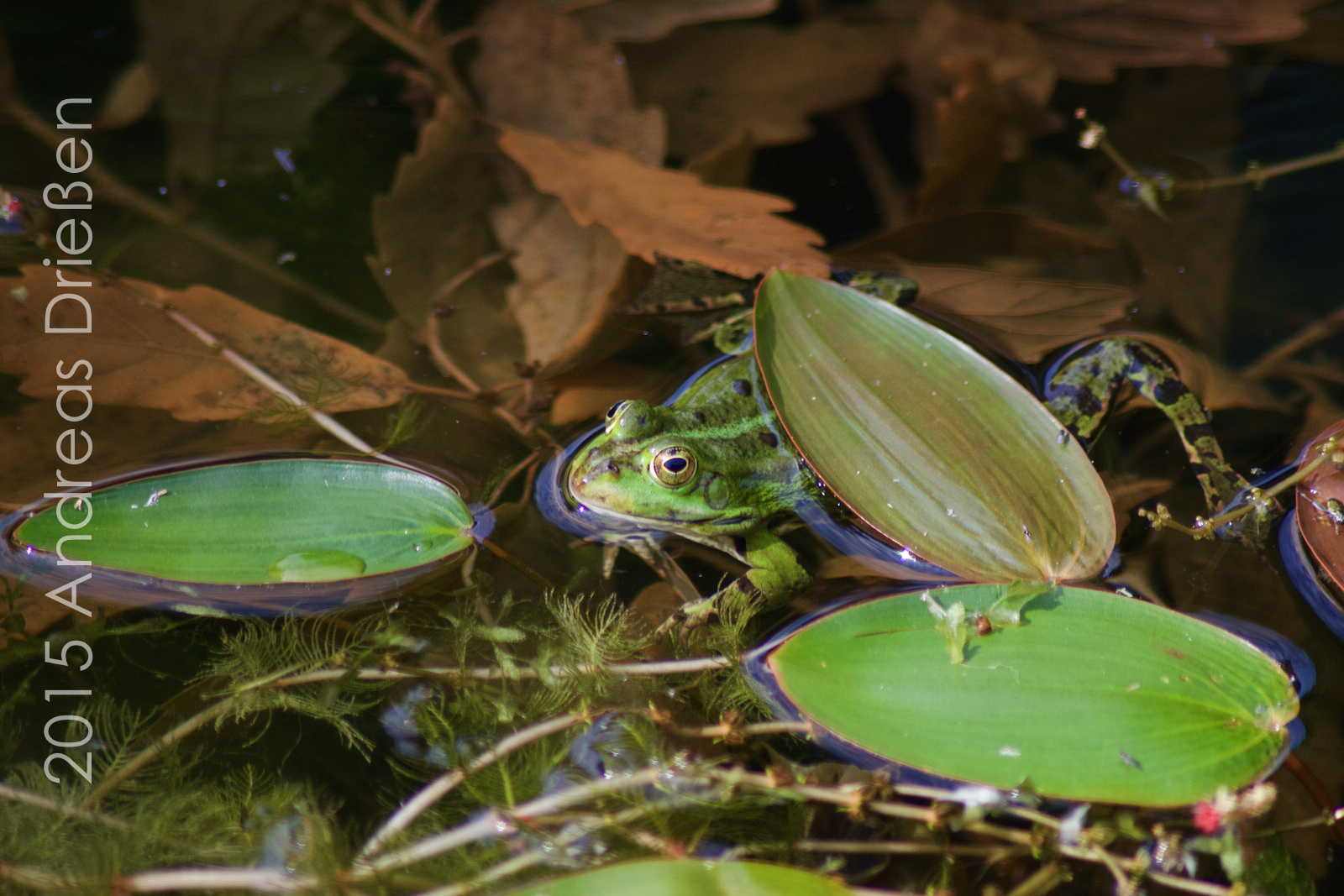 Frosch im Teich