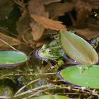 Frosch im Teich