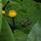 Frosch im Teich