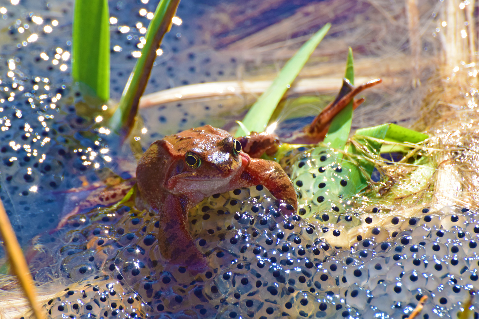 Frosch im Teich