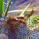 Frosch im Teich