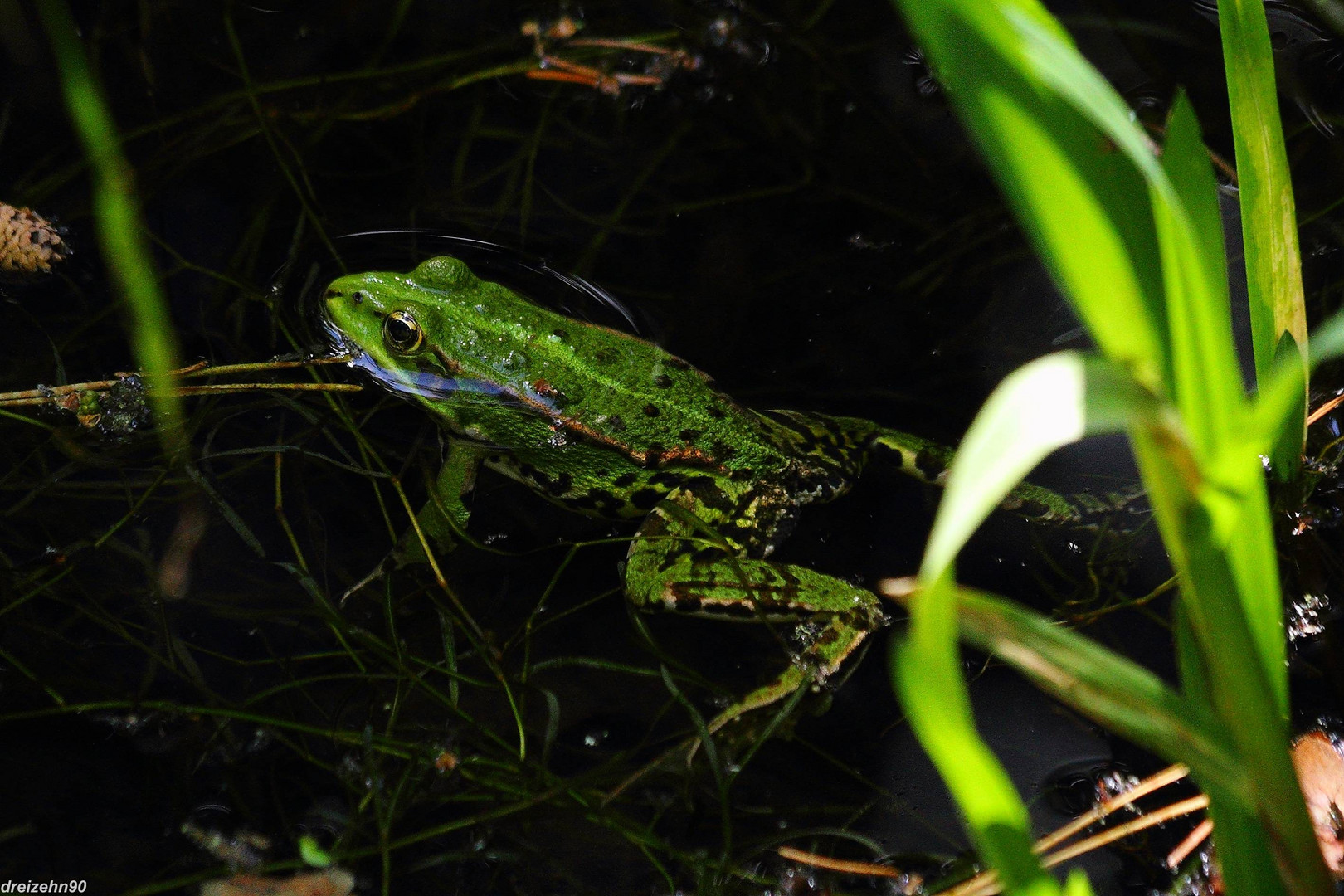Frosch im Teich Weilheim