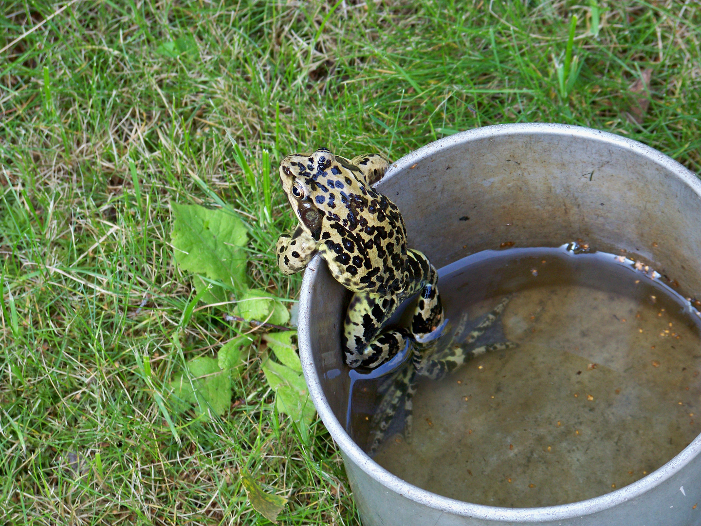 Frosch im Topf - reload