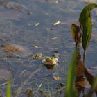 Frosch im Torfmoor IMGP4037