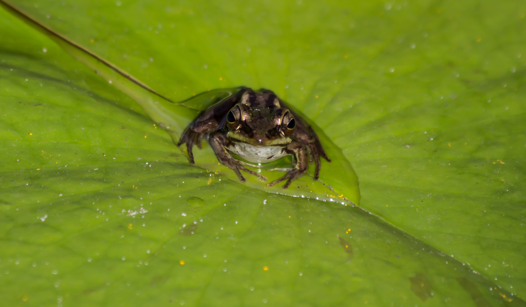 Frosch im Tropfen