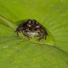 Frosch im Tropfen