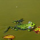 Frosch im Tübinger Botanischen Garten