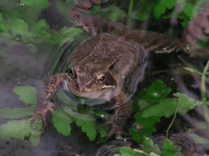 Frosch im Tümpel 2