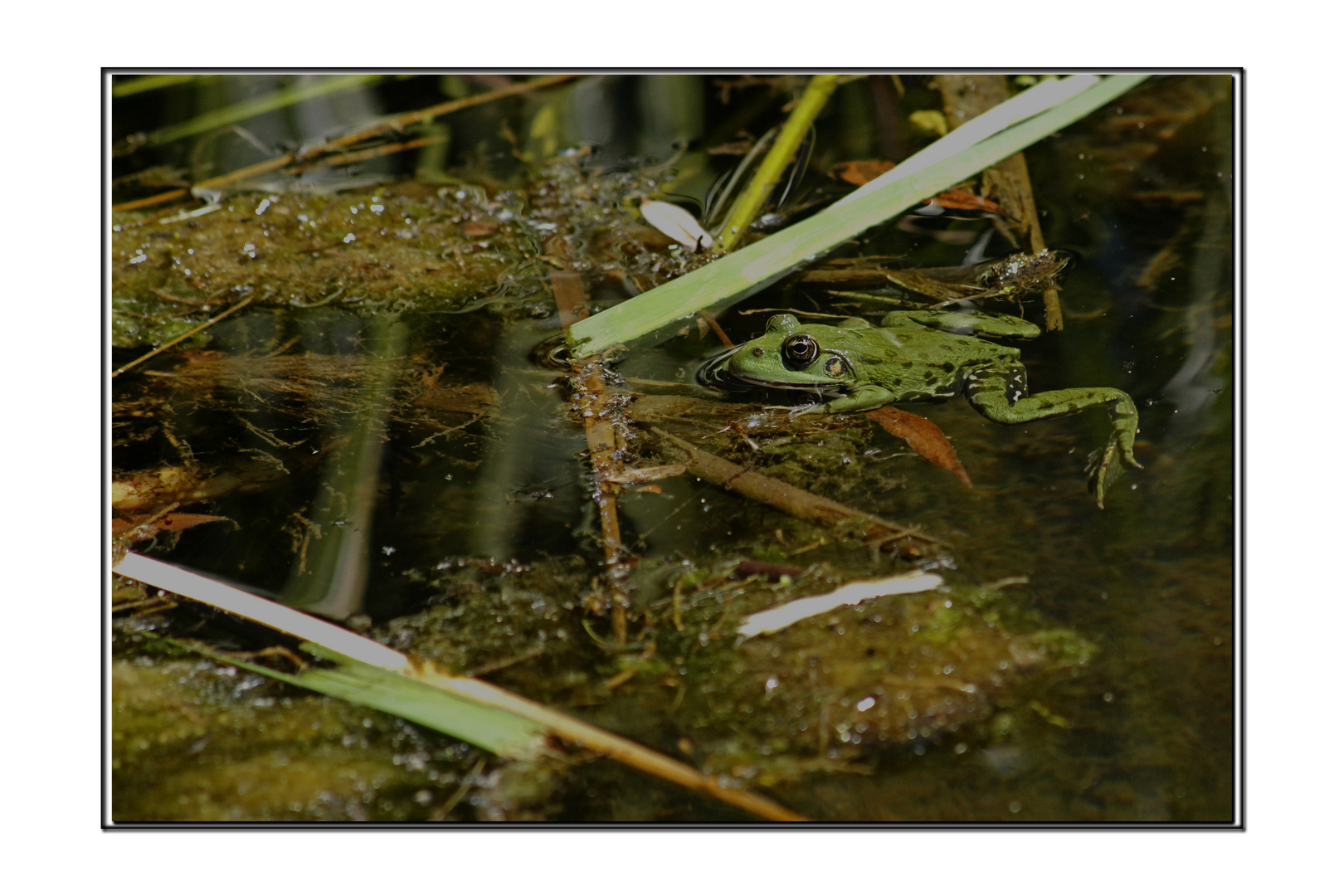 Frosch im Tümpel