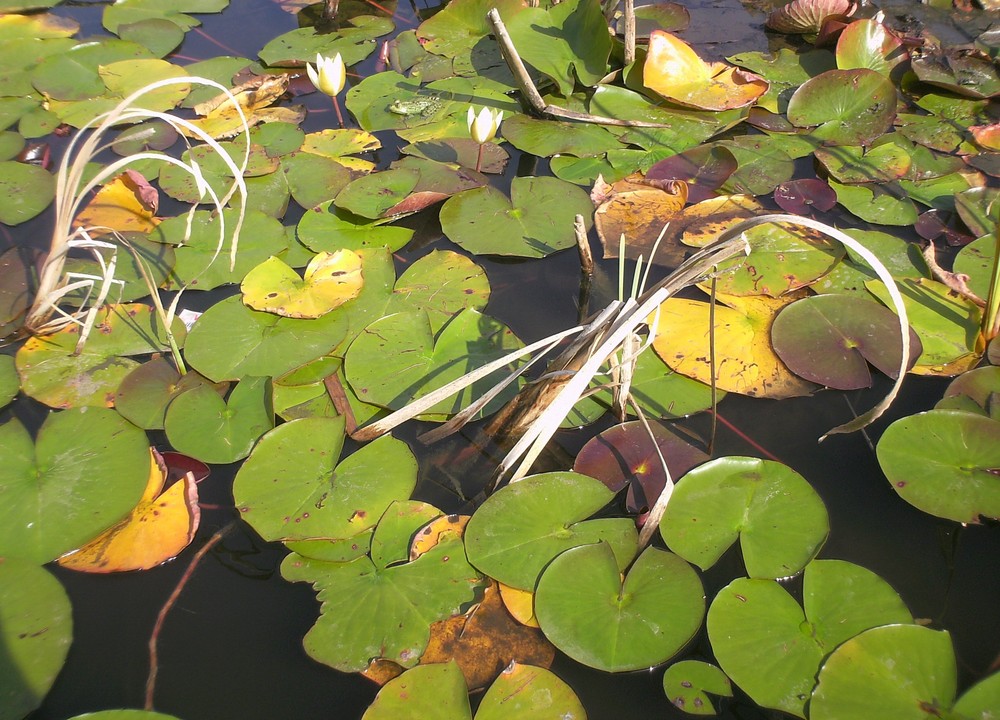 Frosch im Tümpel Hoheellern