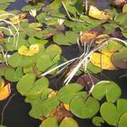 Frosch im Tümpel Hoheellern