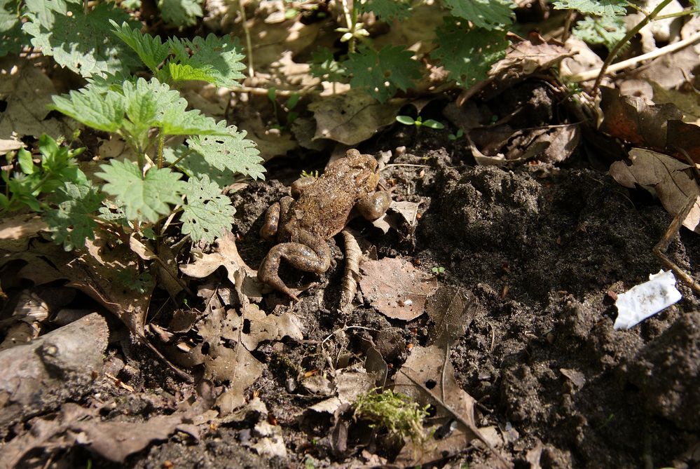 Frosch im Unterholz