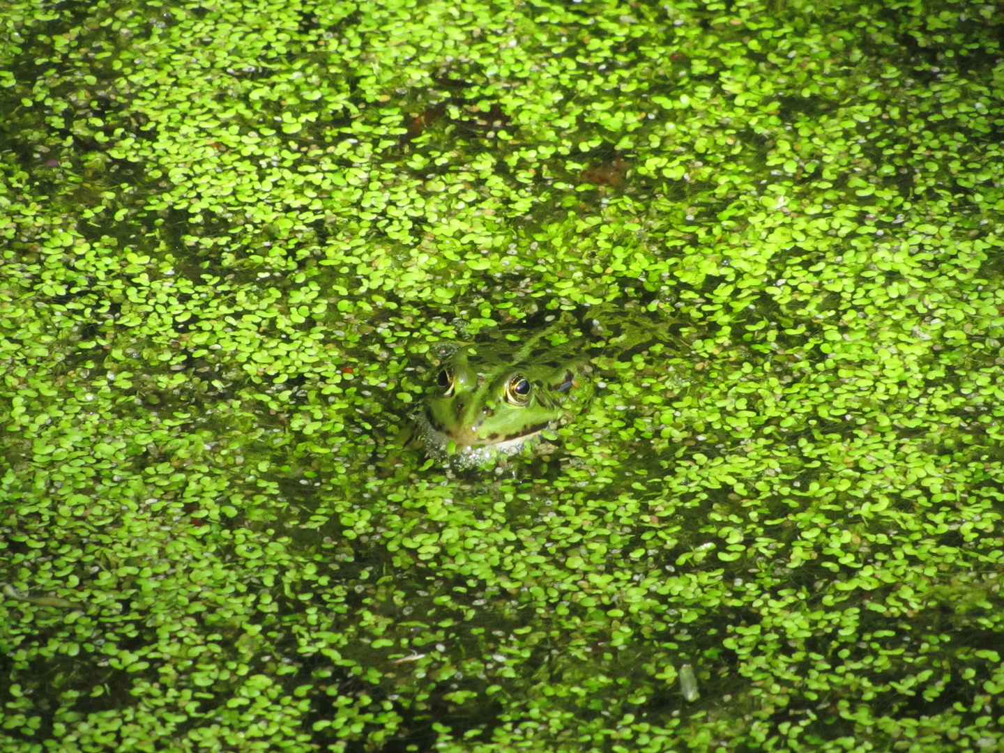 Frosch im Urwald