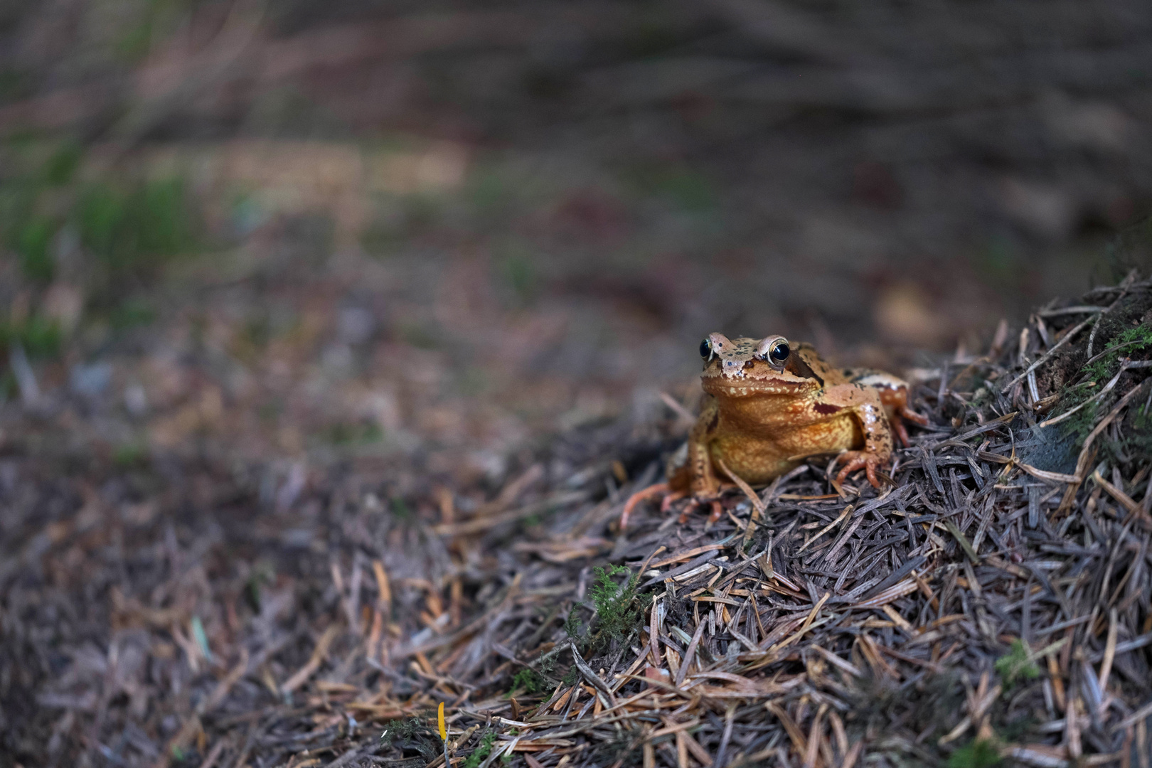 Frosch im Wald