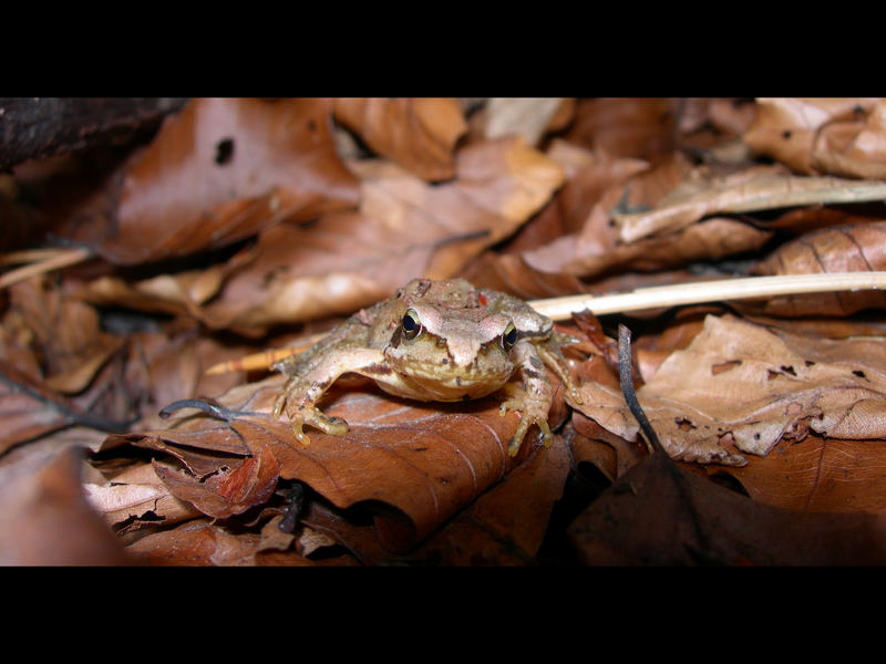 Frosch im Wald