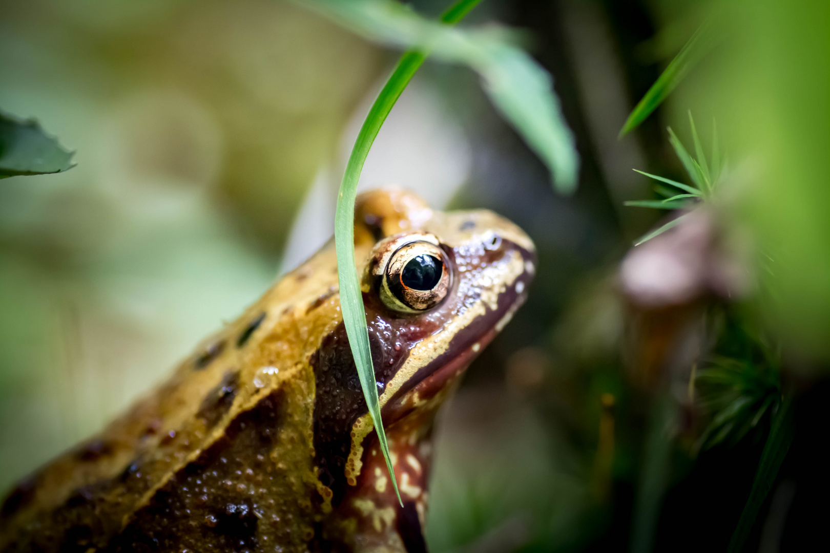 Frosch im Wald