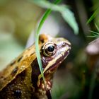 Frosch im Wald