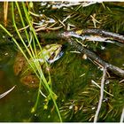 Frosch im Waldmoor