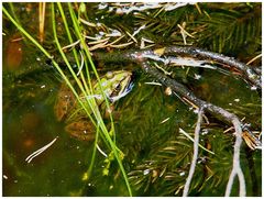 Frosch im Waldmoor