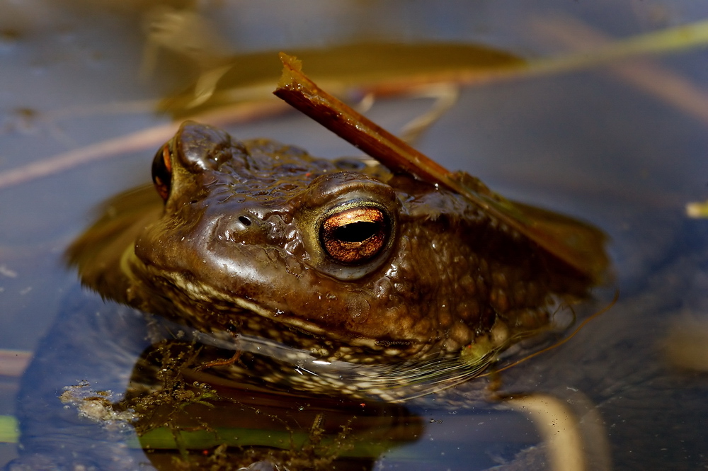 Frosch im Waldteich