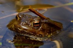 Frosch im Waldteich