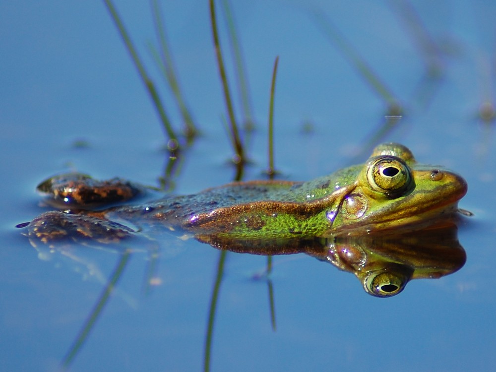 Frosch im Wasser