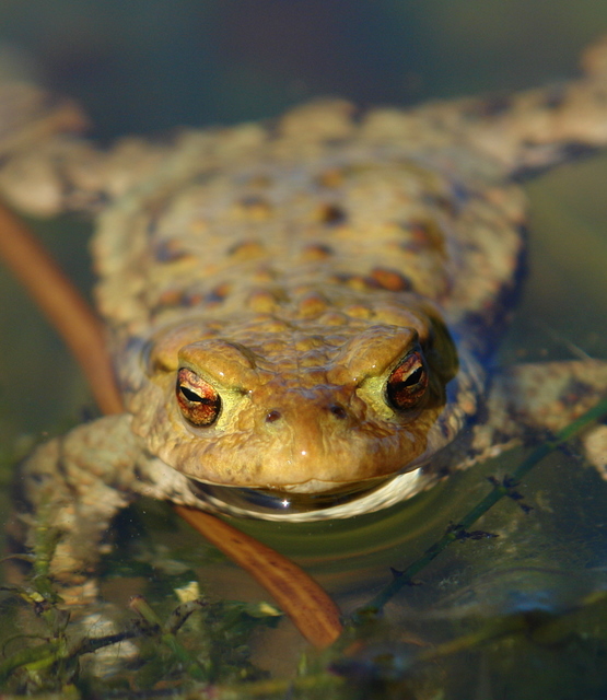 Frosch im Wasser