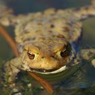 Frosch im Wasser